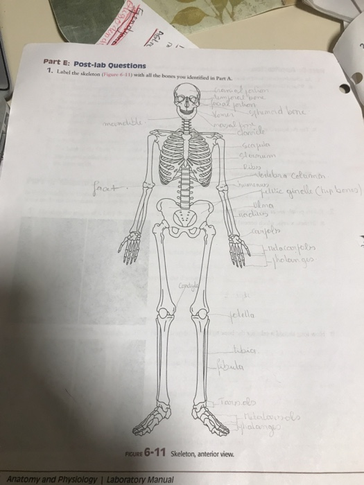 Part E Post Lab Questions 7 Label The Skeleton Chegg