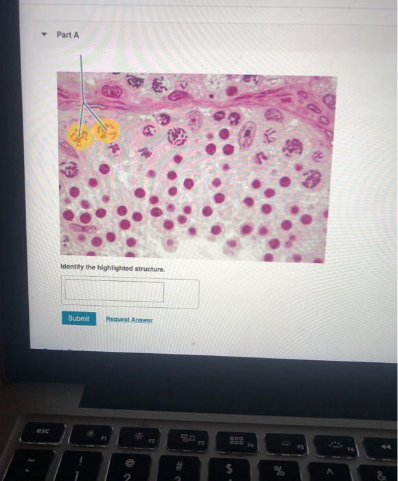 Solved Part A Identify The Highlighted Structure Submit Chegg