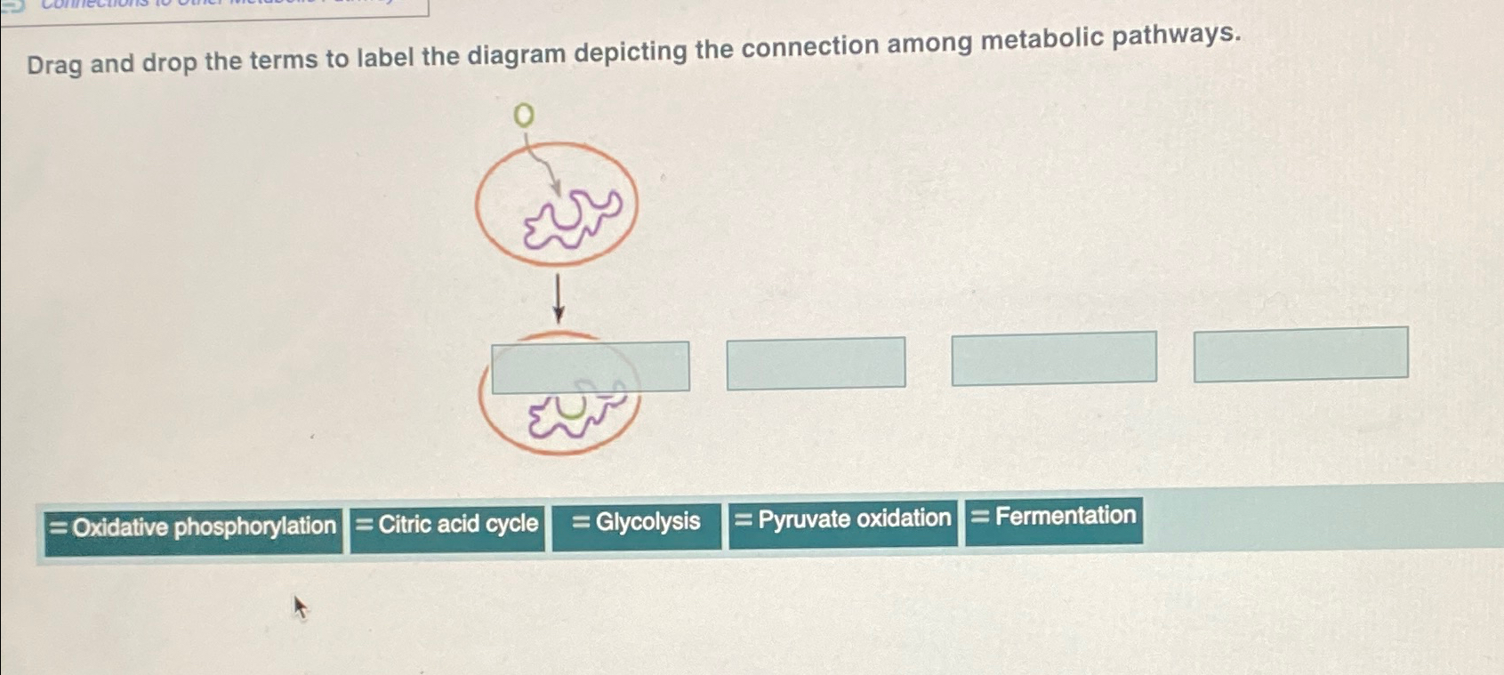 Solved Drag And Drop The Terms To Label The Diagram Chegg