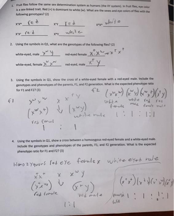 Solved 1 Fruit Flies Follow The Same Sex Determination Chegg