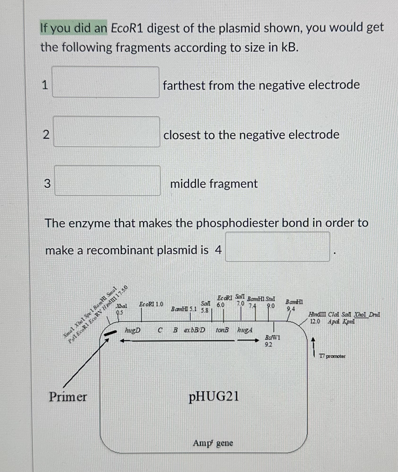 Solved If You Did An EcoR1 Digest Of The Plasmid Shown You Chegg