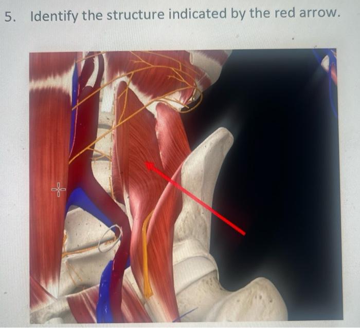 Solved 1 Identify The Structure Indicated By The Red Ar