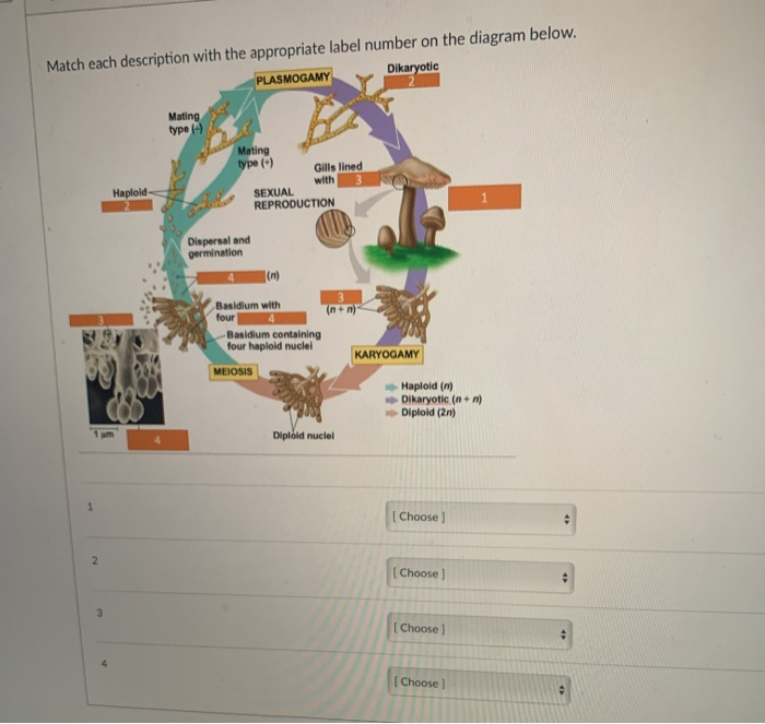 Solved Match Each Description With The Appropriate Label Chegg