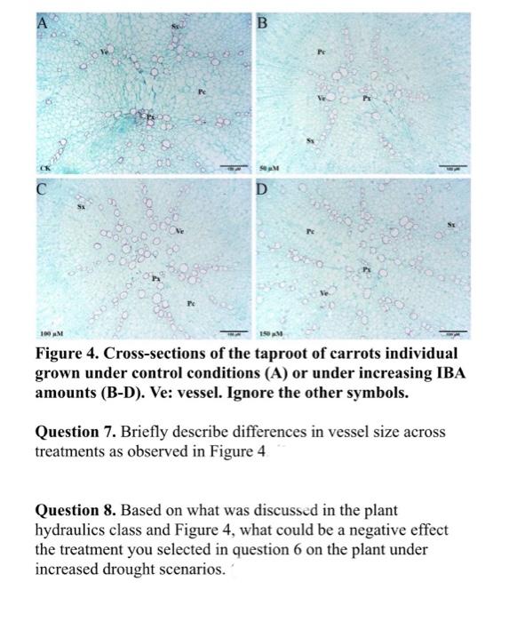 Solved Figure 4 Cross Sections Of The Taproot Of Carrots Chegg