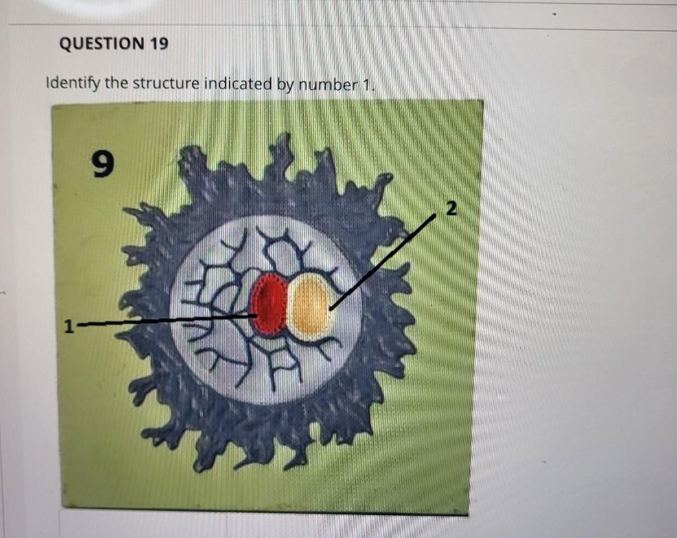 Solved Identify The Structure Indicated In Number Chegg