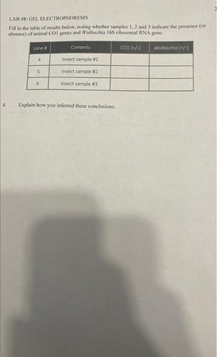 Solved Observe The Image Below Of A Hypothetical Agarose Gel Chegg