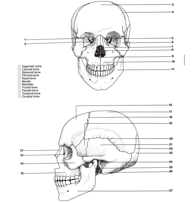 Solved The Following Diagram Depicts The Rib Cage Label Chegg