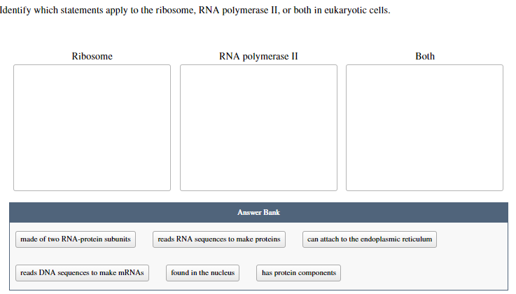 Solved Identify Which Statements Apply To The Ribosome Rna Chegg