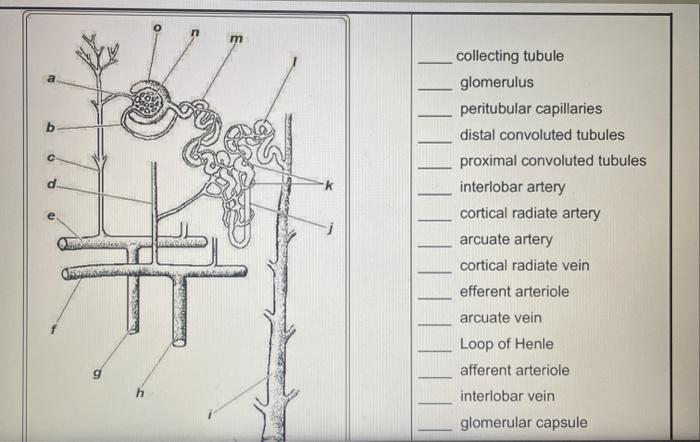 Solved Match Each Of The Lettered Structures On The Diagram Chegg