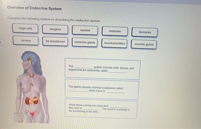 Solved Overview Of Endocrine System Complete The Following Chegg