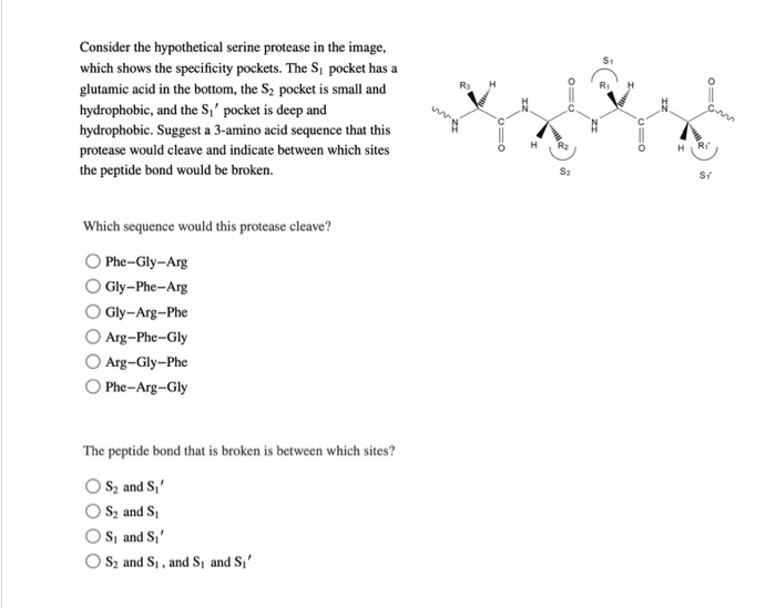 Solved Consider The Hypothetical Serine Protease In The Chegg