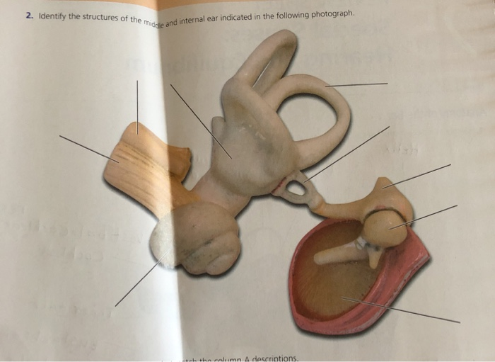 Solved Identify The Structures Of Them The Middle And Chegg