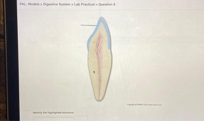 Solved PAL Models Digestive System Lab Practical Chegg