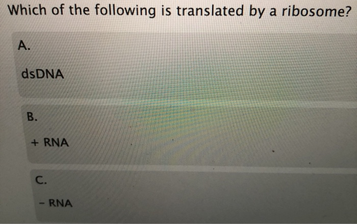 Solved Which Of The Following Is Translated By A Ribosome Chegg