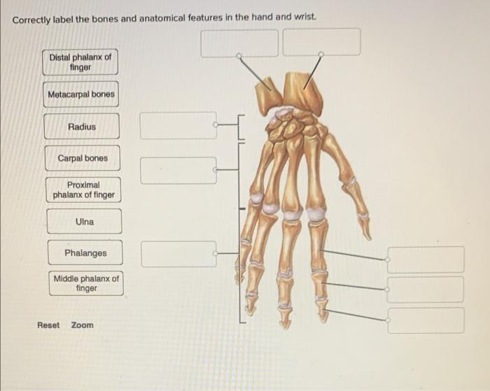 Solved Correctly Label The Bones And Anatomical Features In Chegg