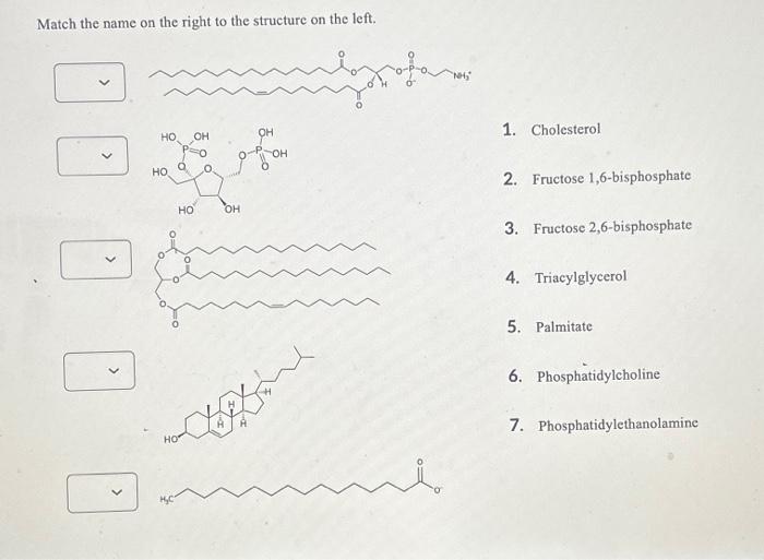 Solved Match The Name On The Right To The Structure On The Chegg