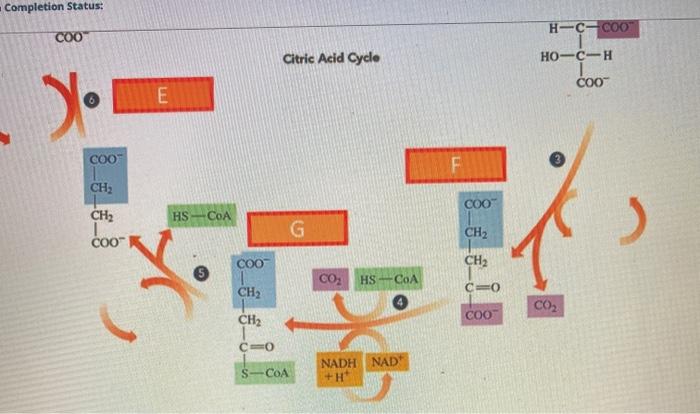 Solved Ch C Coa Coo H O Co Hs Coa Ch Coot B B Chegg