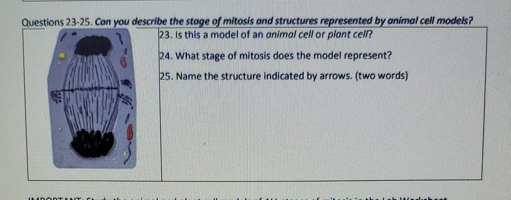 Question Questions Can You Describe The Stage Of Mitosis And