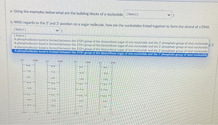 Solved Cidentify The Correct Double Stranded Dna Molecule Chegg