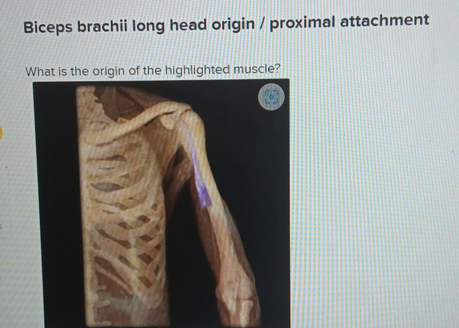 Solved Biceps Brachii Long Head Origin Proximal Chegg