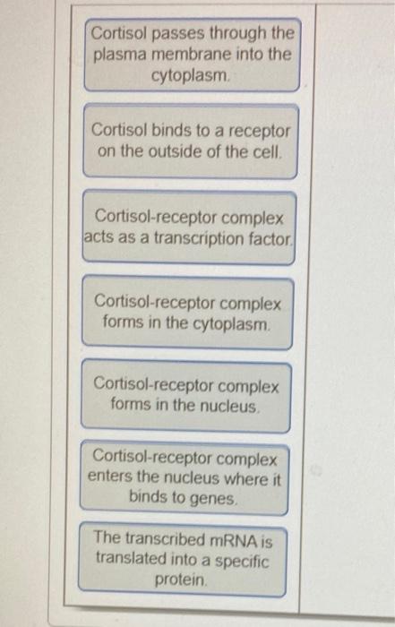 Solved Coitsol Is A Steroid Homone That Can Pass Througti Chegg