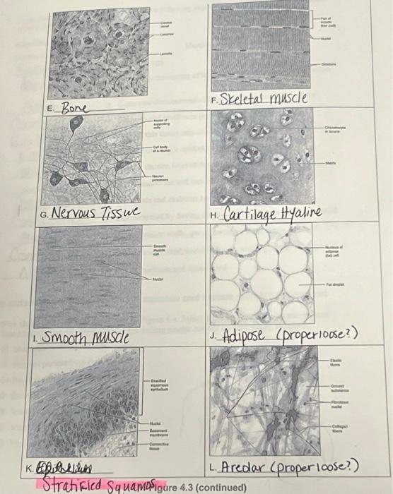 Solved 2 Twelve Tissue Types Are Diagrammed In Figure 4 3 Chegg