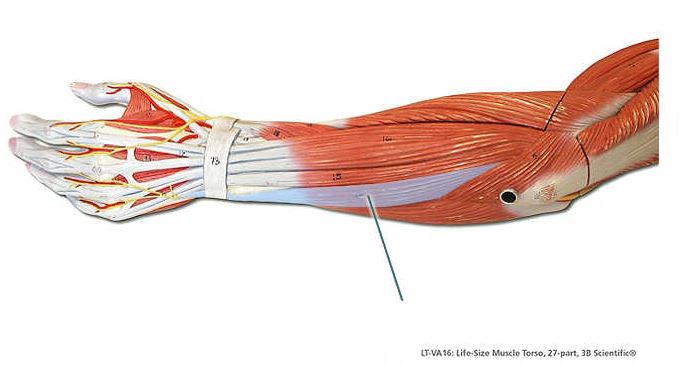 Solved Which Muscle Is Highlighted In Blue Chegg