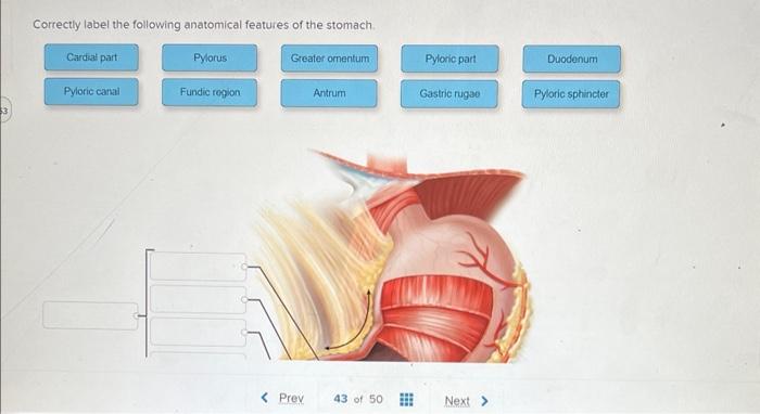 Solved Correctly Label The Following Anatomical Features Of Chegg