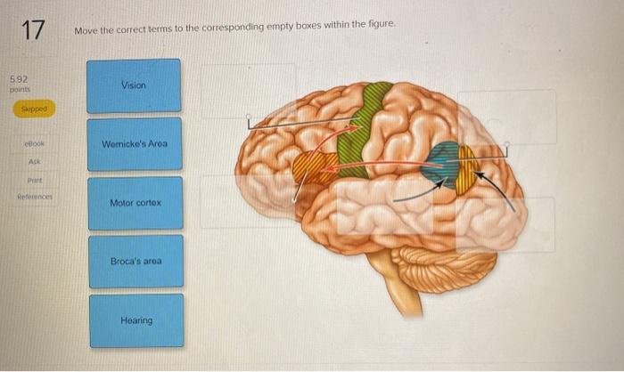 Solved 17 Move The Correct Terms To The Corresponding Empty Chegg