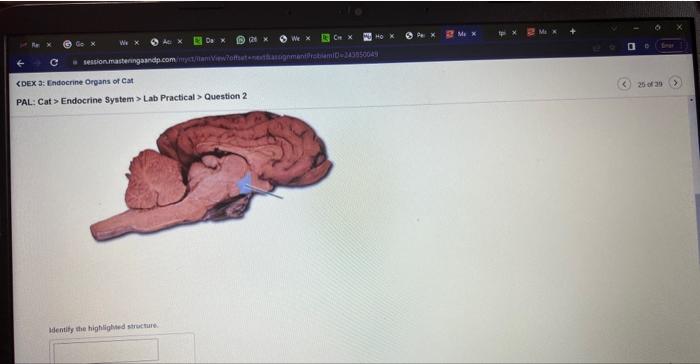 Solved Pal Cat Endocrine System Lab Practical Chegg