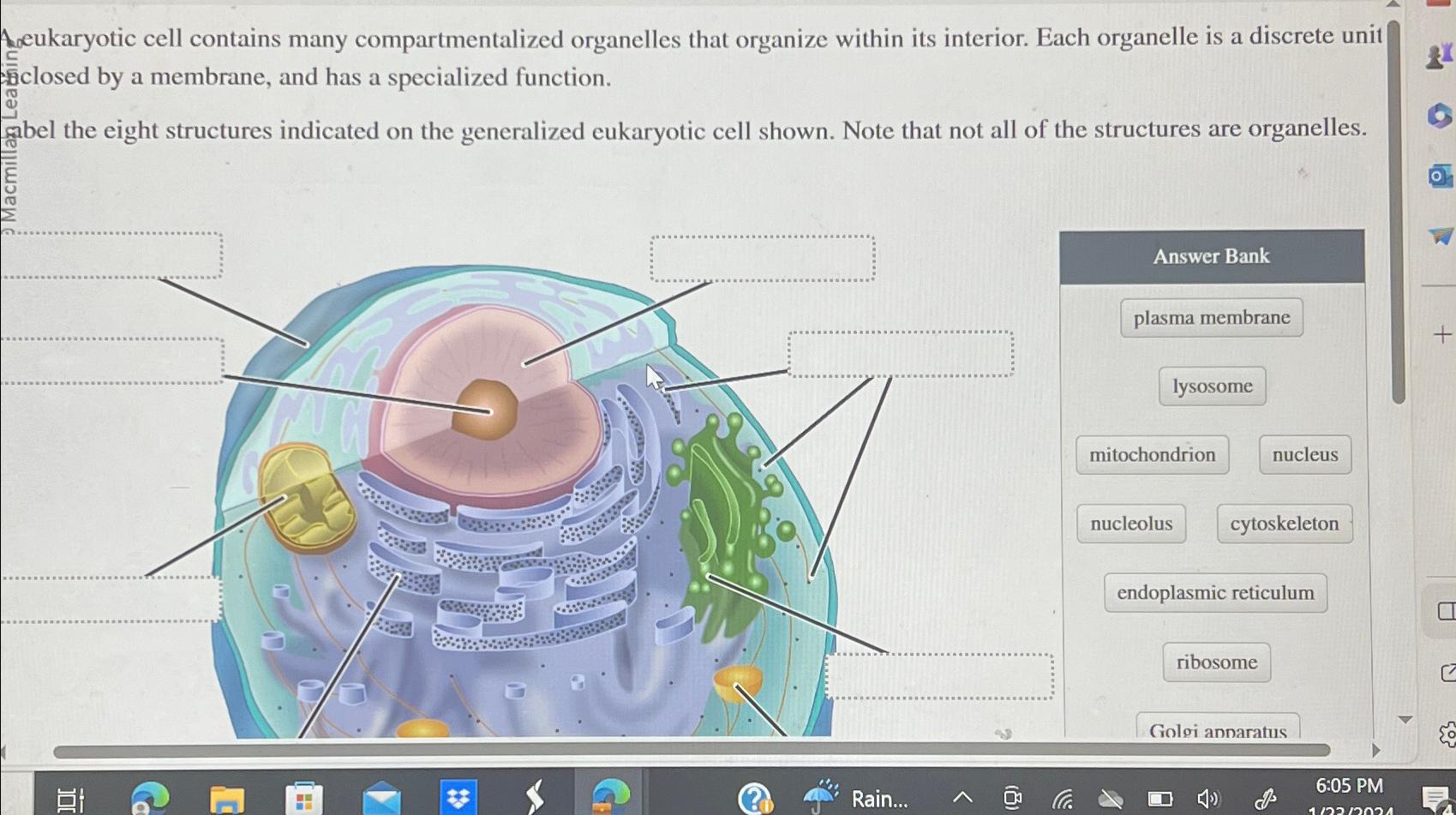 Solved Aneukaryotic Cell Contains Many Compartmentalized Chegg