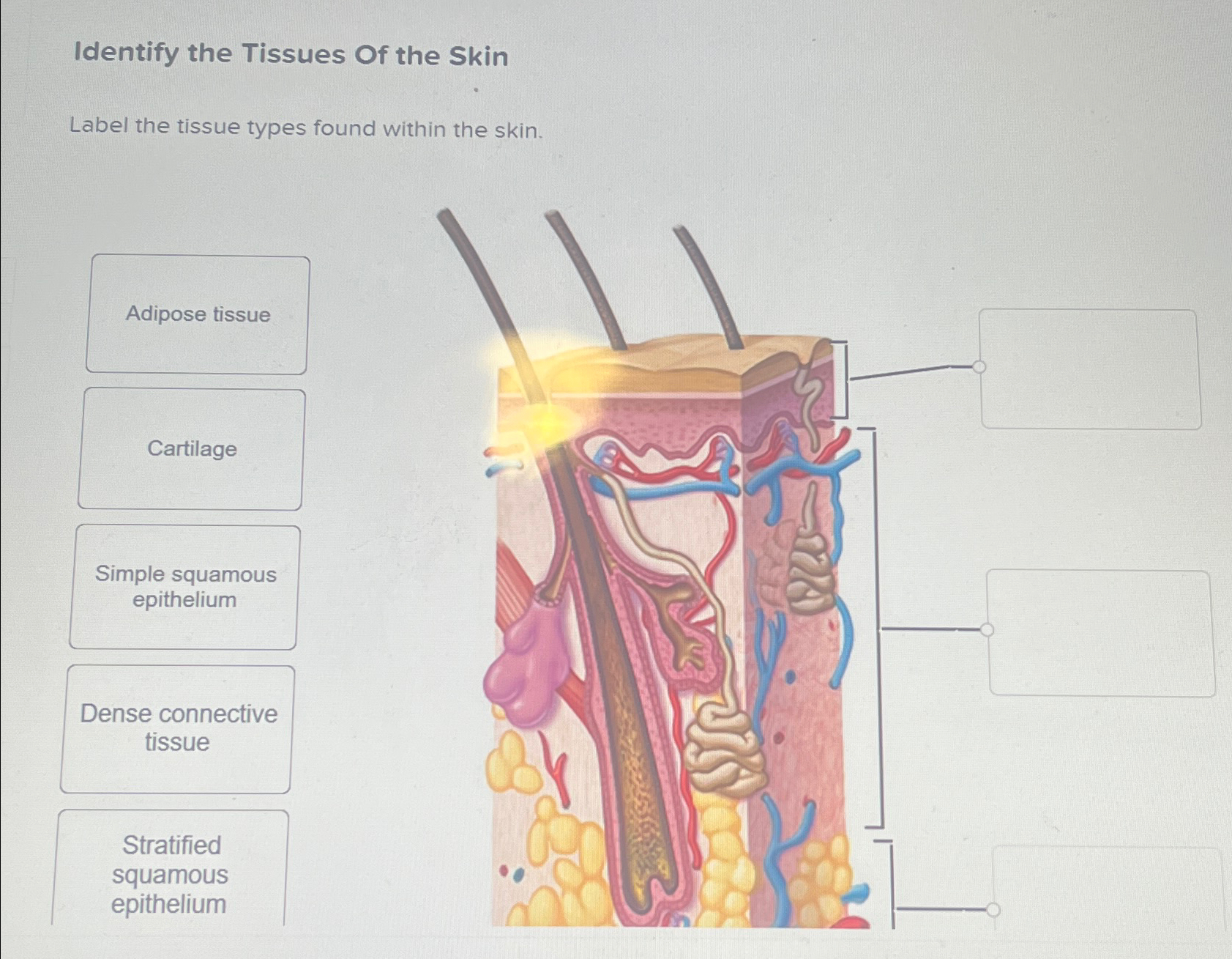 Solved Identify The Tissues Of The Skinlabel The Tissue Chegg