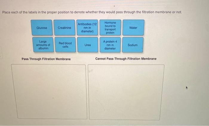 Solved Place Each Of The Labels In The Proper Position To Chegg