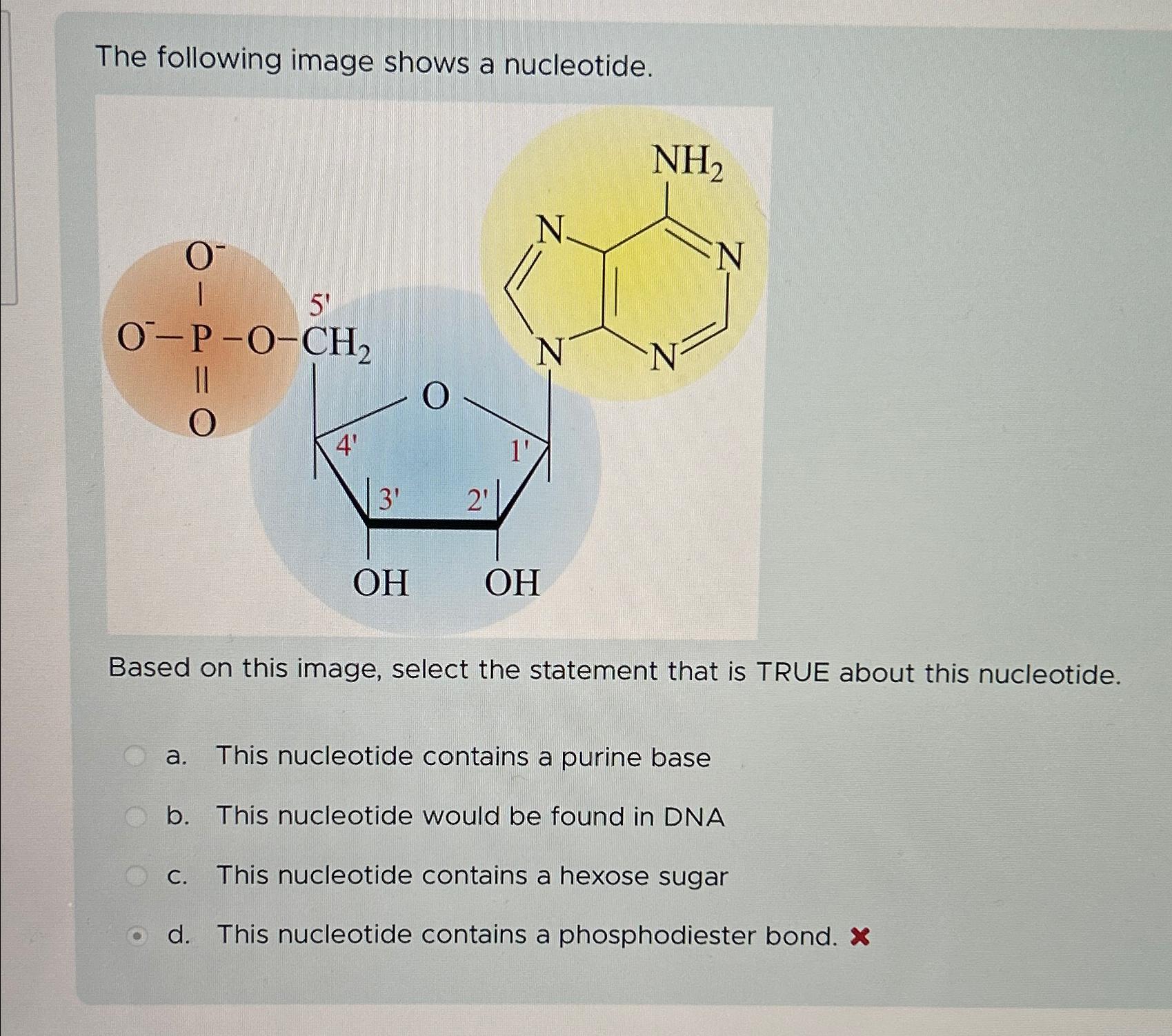 Solved The Following Image Shows A Nucleotide Based On This Chegg