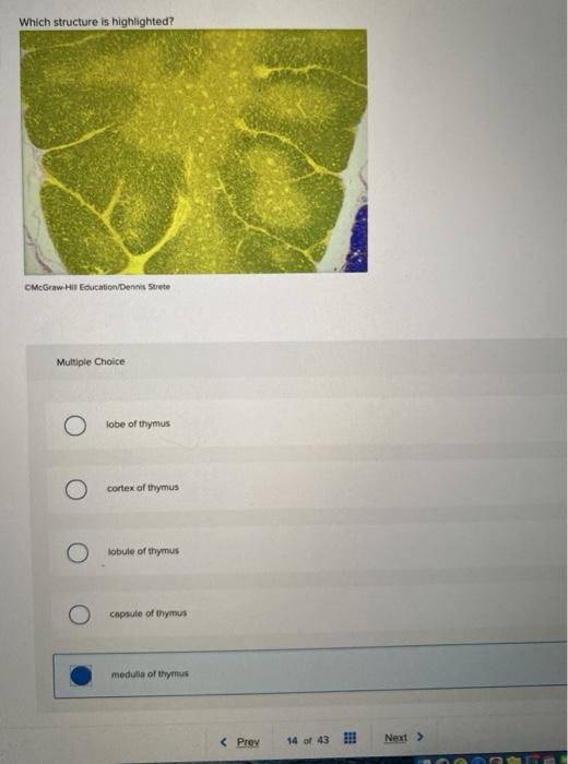 Solved Which Structure Is Highlighted 2 CMcGraw Hill Chegg