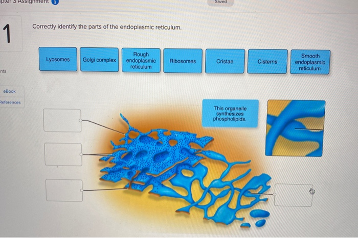 Solved Apter Assignment Saved Correctly Identify The Parts Chegg