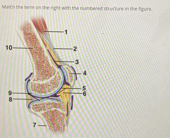 Solved Match The Term On The Right With The Numbered Chegg