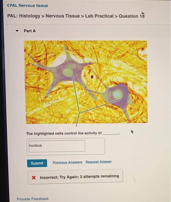 Solved Nervous Tissue Lab Practical Question 18 Part A Chegg