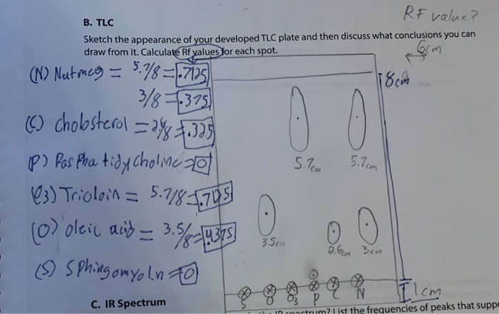 Solved Rf Value B Tlc Sketch The Appearance Of Your Chegg