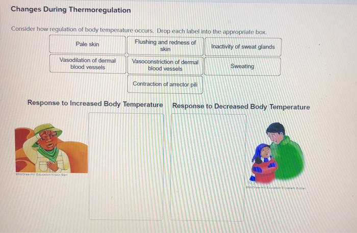 Solved Changes During Thermoregulation Consider How Chegg