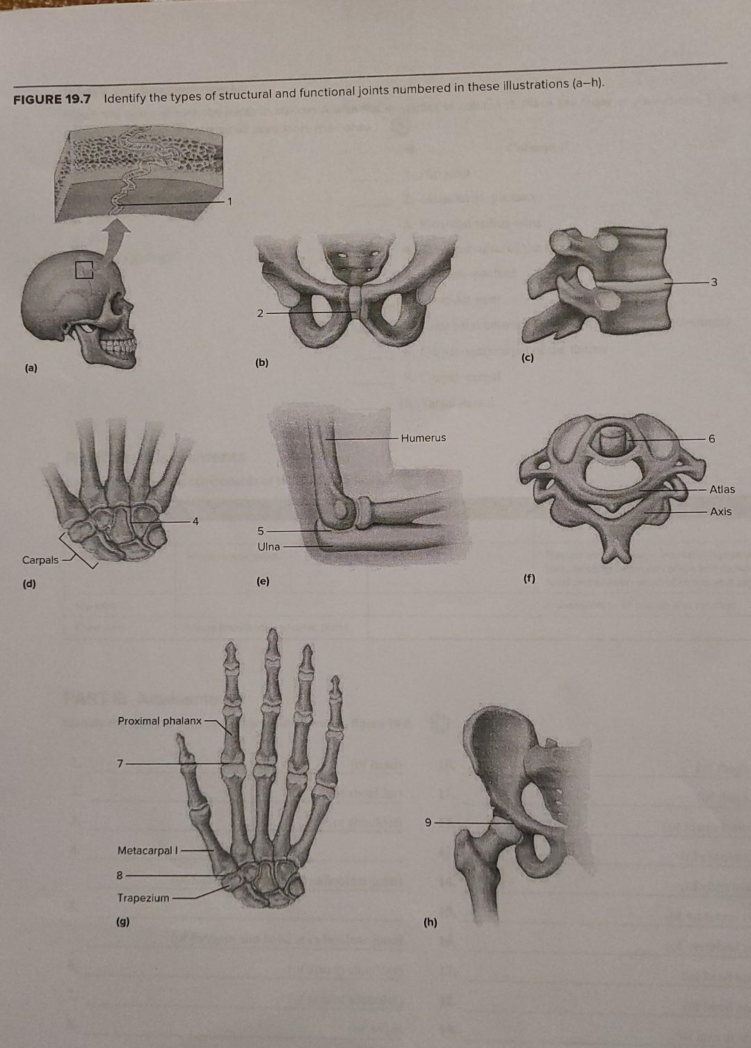 Solved FIGURE 19 7 Identify The Types Of Structural And Chegg