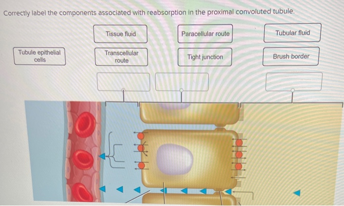 Solved Correctly Label The Components Associated With Chegg