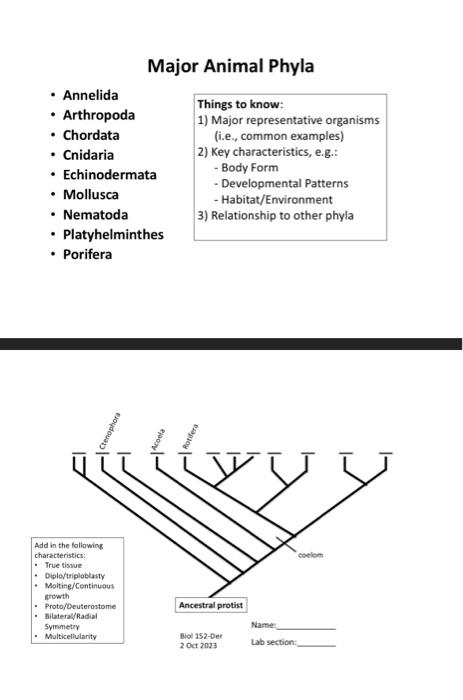 Solved Annelida Arthropoda Chordata Cnidaria Chegg