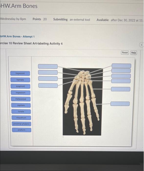 Solved Reise 10 Review Sheet Art Labeling Activity 4 Chegg