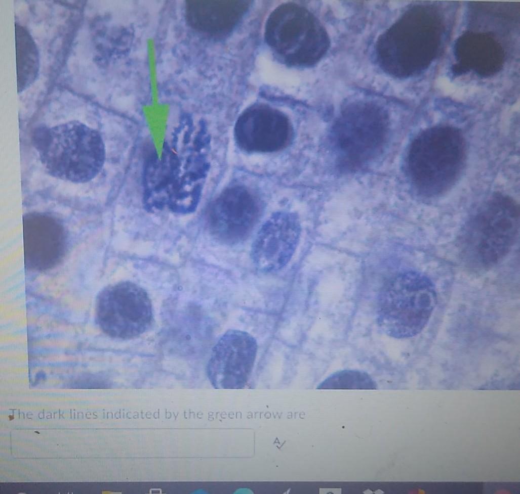 Solved The Organelle Indicated By The Green Arrow Is The Chegg