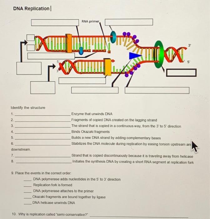 Solved Dna Replication Identify The Structure Enzyme