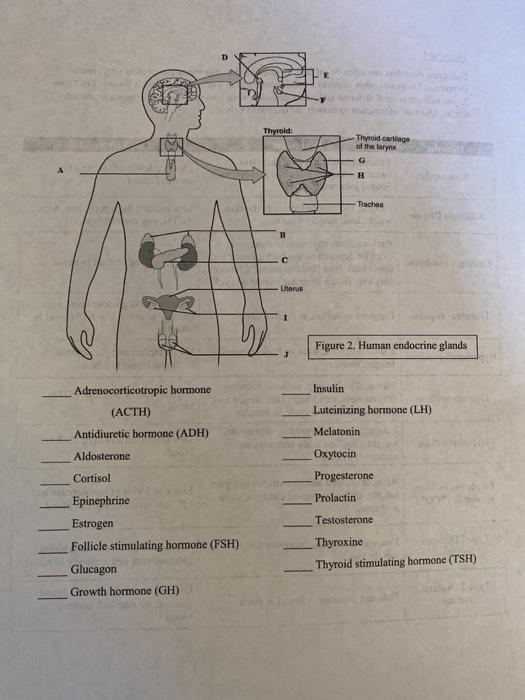 Solved Exercise Endocrine Glands Function By Releasing Chegg