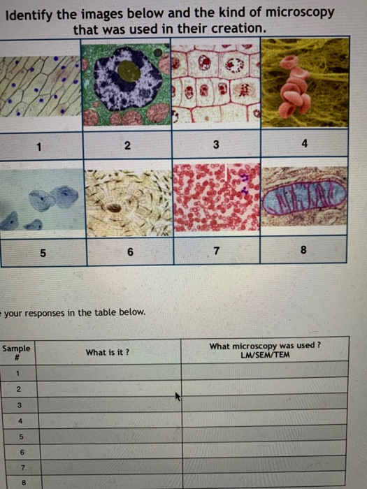 Solved Identify The Images Below And The Kind Of Microscopy Chegg