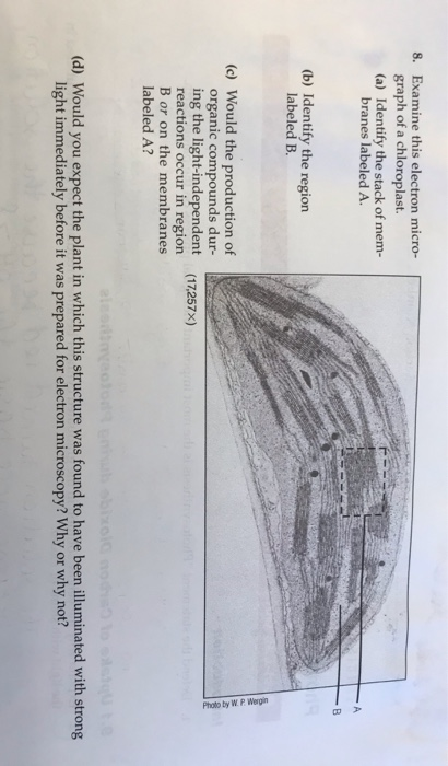 Solved Examine This Electron Micro Graph Of A Chegg