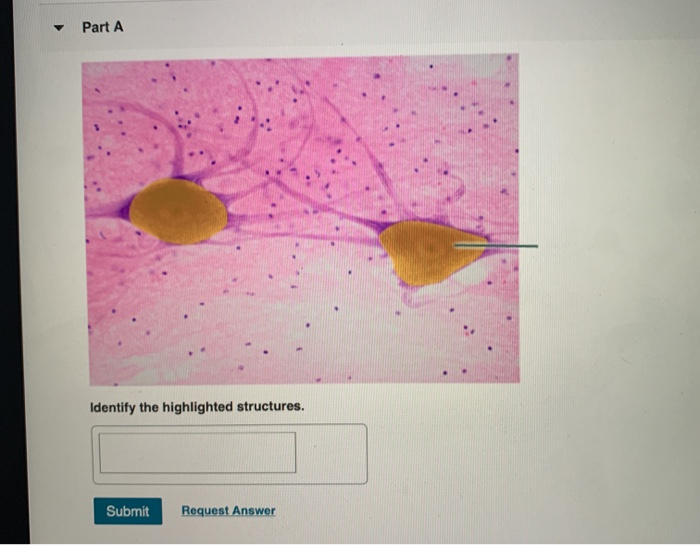 Solved Part A Identify The Highlighted Structures Submit Chegg